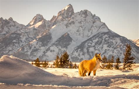 Grand Teton National Park Winter Wallpapers Wallpaper Cave