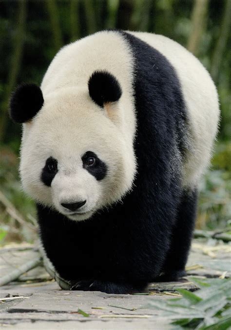 Cute Mammals Panda Pets Lovers