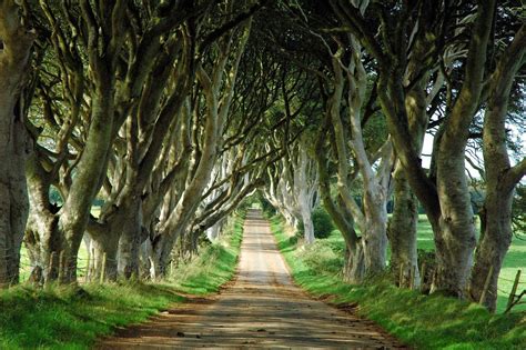 Lets Enjoy The Beauty The Dark Hedges Northern Ireland