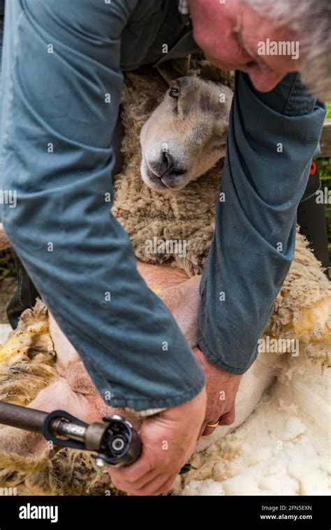 East Lothian Scotland United Kingdom 14th May 2021 Sheep Shearing