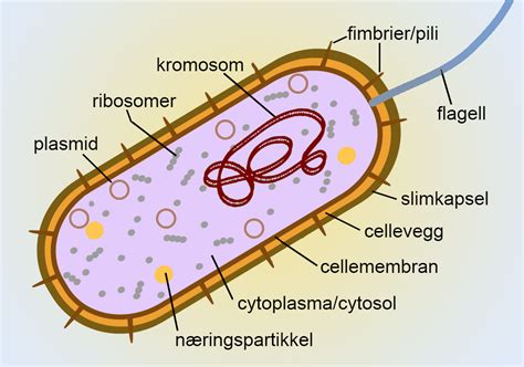 Hvordan F Rer Mikrober Til Sykdom I Kroppen Forerdom
