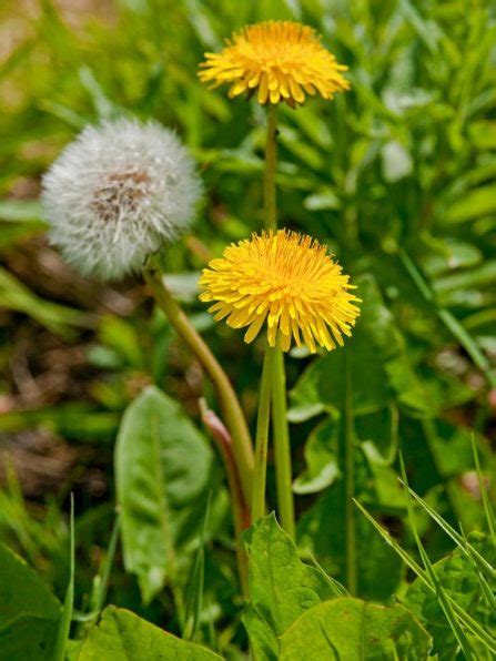 Synonyms for yellow streak in free thesaurus. 11 Common Lawn Weeds to Destroy Before Sowing New Grass