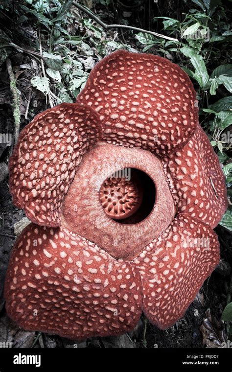 Rafflesia Arnoldii Flower In Rain Forest Sumatra Indonesia Stock