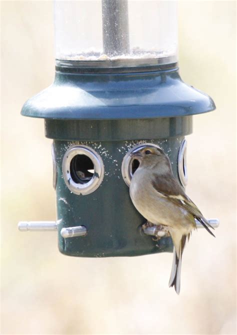 Help Identifying This Bird Please Identify This Wildlife The Rspb