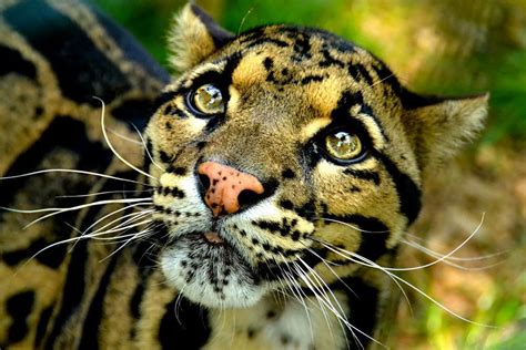 Clouded Leopard Pictabulous Images Worth Sharing Animals Clouded