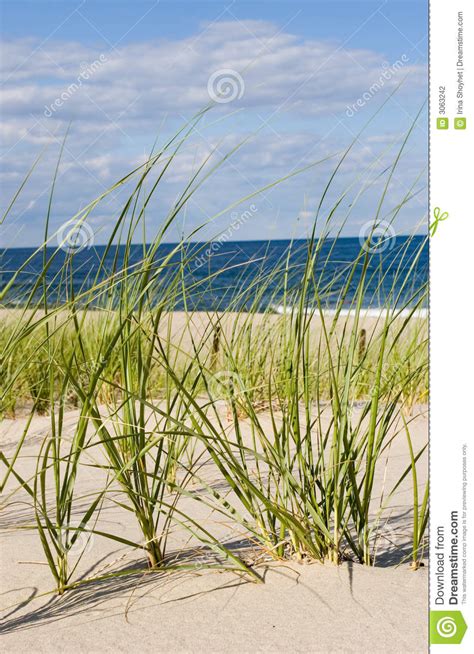 Seaside Grass Stock Photo Image Of Sand Beach Shore 3063242