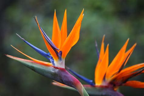 Can You Move A Bird Of Paradise Plant Learn About Bird Of Paradise
