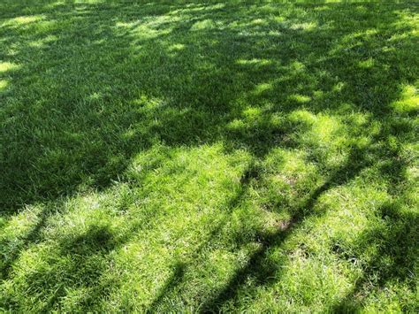 Backyard Grass Lawn Tree Shadow Shade Trees Shadows Sunny Sunshine Yard