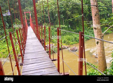 Sinharaja National Park Rain Forest Sinharaja Forest Reserve World