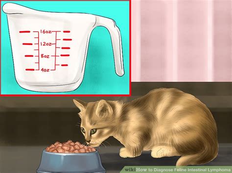Does your cat have lymphoma symptoms? How to Diagnose Feline Intestinal Lymphoma: 9 Steps