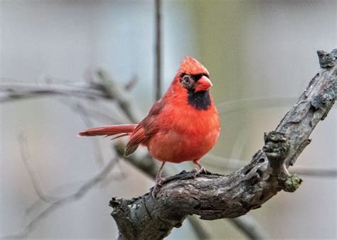 Northern Cardinal With House Finch Eye Disease Feederwatch