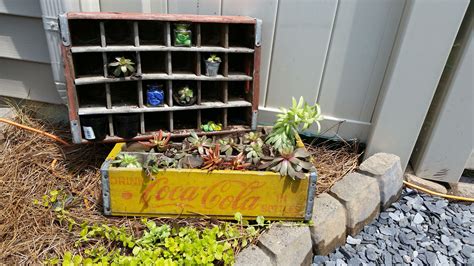 My Succulents In Old Coke Crates I Got For Free Old Coke Crates