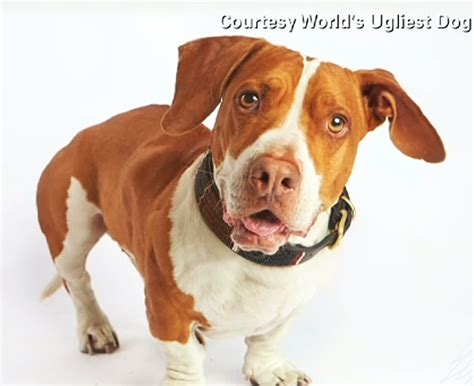 Bsl And The Problem With Visual Breed Identification Pit