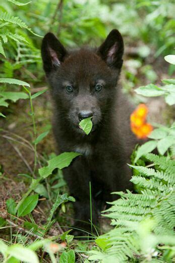 Black Wolf Puppy Animals And Pets Baby Animals Cute Animals Strange