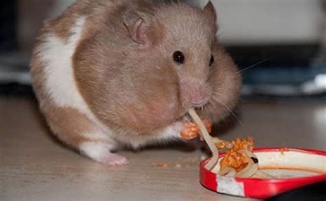 Big Fat Hamster Eating Spaghetti Fat Animals Funny Animals