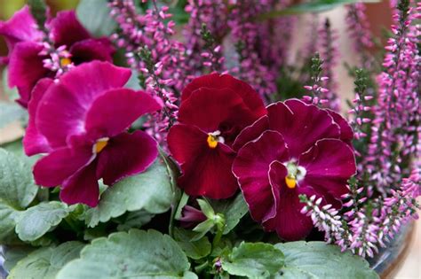Best Plants For Winter Containers