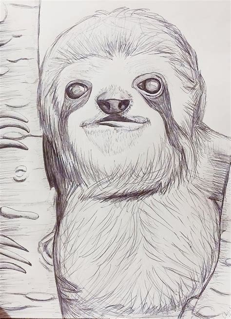 Sloth Sketch Drawing By Ashley Adams
