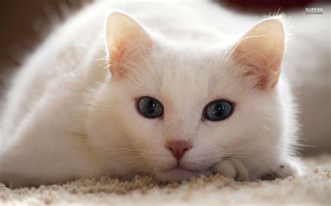 White Cat Wallpapers Hd