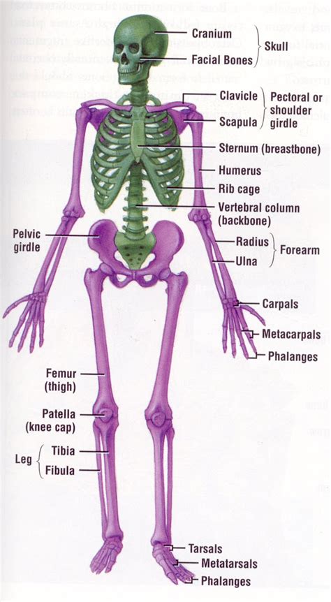 Sistem Rangka Manusia Skeleton System Labelled Diagram The Best Porn