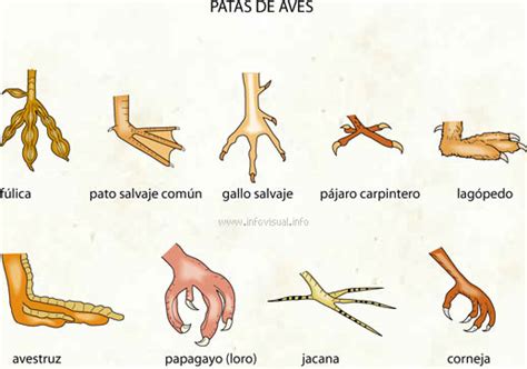 Patas De Aves Diccionario Visual Didactalia Material Educativo