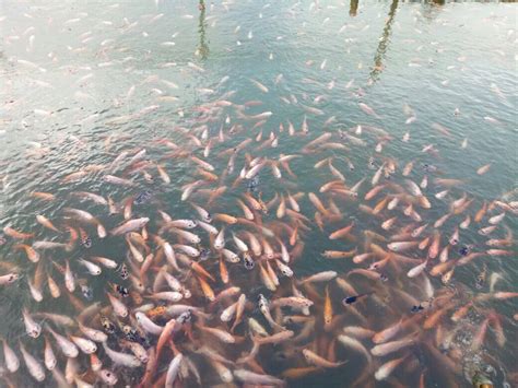 Percepat pertumbuhan ikan nila dengan suplemen organik cair gdm spesialis perikanan. Cara Ternak Ikan Nila Agar Cepat Panen Dan Menguntungkan