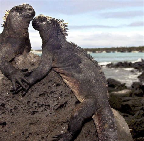 Wer die kosten nicht scheut, bucht touren oder tauchtrips. Umwelt: Galapagos-Inseln sind bedrohtes Welterbe - WELT