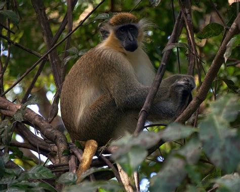 Green Monkey In Barbados