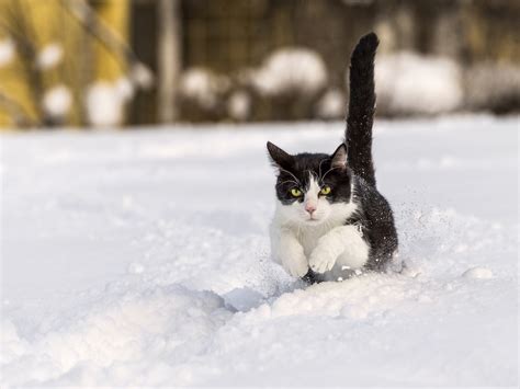 Wallpaper Snow Winter Whiskers Weather Kitten Jump Vertebrate