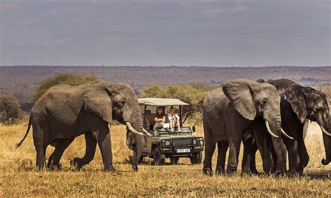 Activities In Tarangire National Park 2021 Tanzania Safari Tours