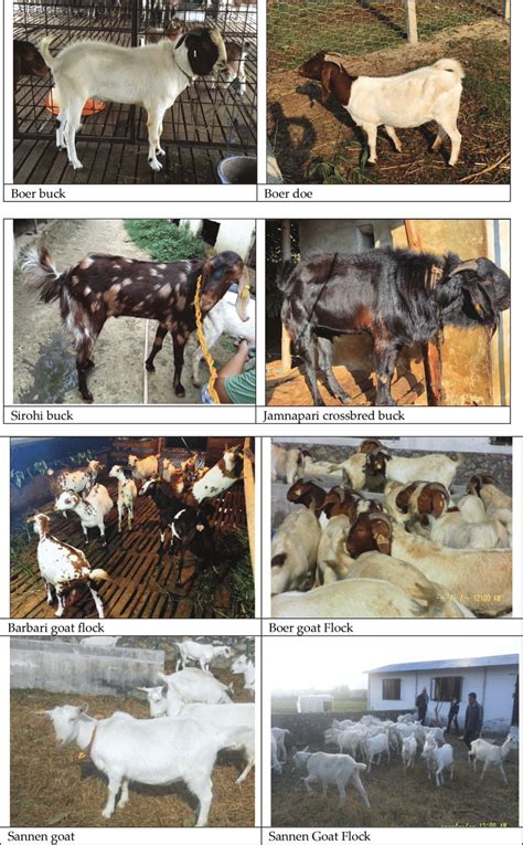 Different Exotic Goat Breeds Available In Nepal Photo Courtesy Animal