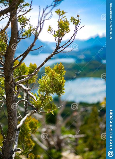 A Close Up On Coniferous Tree With The Picturesque Landscape Of Blue