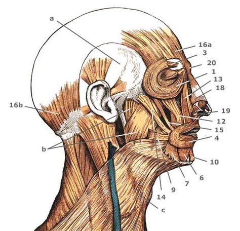 M Occipitofrontalis Musculus Frontalis M Occipitalis Galea