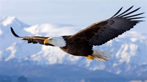 Águila Calva Americana Símbolo Nacional De Los Estados Unidos En