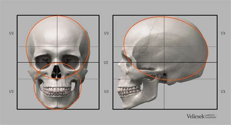 Artstation Proportions Guide Of The Human Skull Gusztav Velicsek In