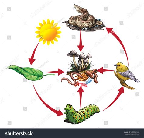 11170 Food Chain Animals Images Stock Photos And Vectors Shutterstock