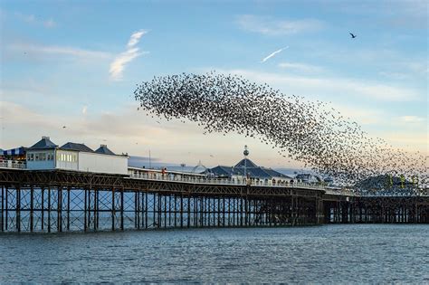 Time in england, news, reviews, tutorials, and more. Best Time for Starling Murmuration in England 2021 - Rove.me