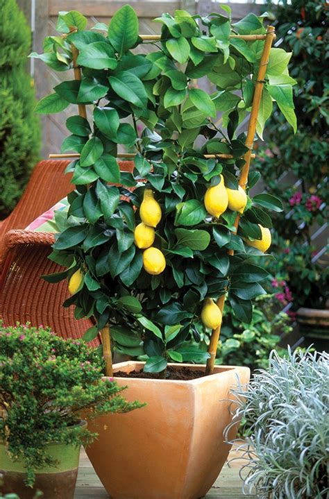 Meyer Lemon Tree How To Grow And Care For Meyer Lemon Tree In Pots