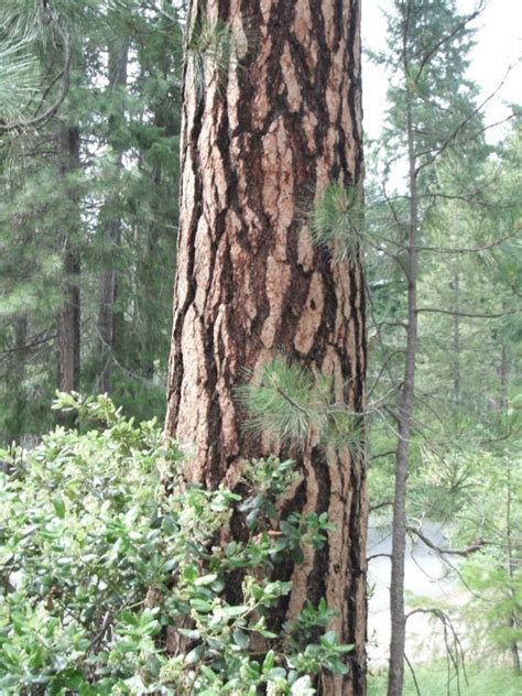 Pinus Ponderosa Ponderosa Pine Woodbrook Native Plant Nursery