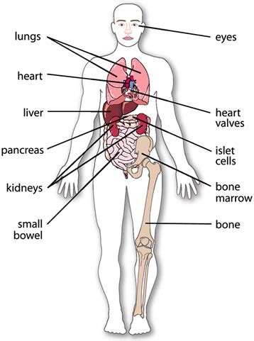 Lying in the lower right quadrant, it extends upward from the ileocaecal junction to the inferior surface of the right lobe of the liver / right hepatic flexure. organs in the body - ital is vital