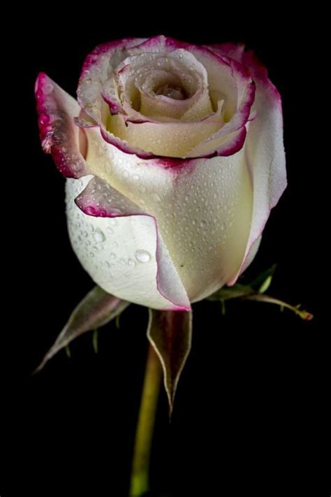 A White And Pink Rose With Water Droplets On It S Petals In Front Of A