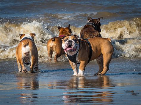 «if you google can french bulldogs swim, it will tell you they can't. Can English Bulldogs Swim? - BulldogGuide.com