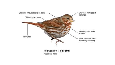 Be A Better Birder Sparrow Identification Bird Academy The Cornell