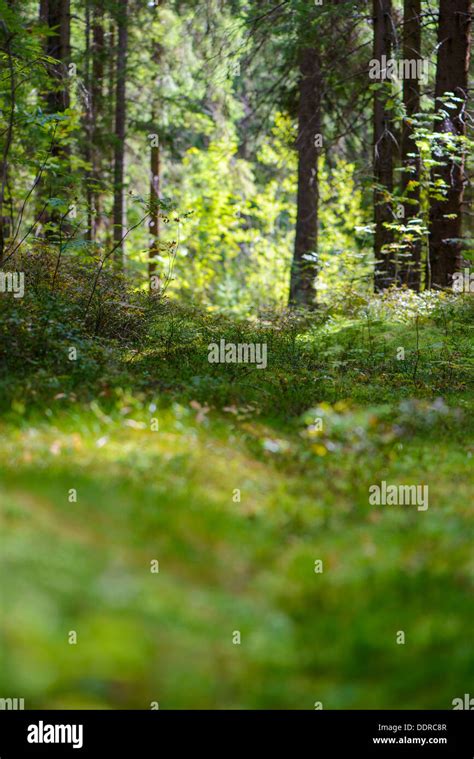 Russia Natural Forest Landscape Stock Photo Alamy