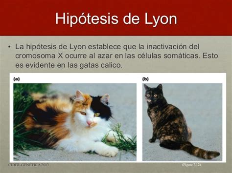 determinación del sexo e hipótesis de lyon