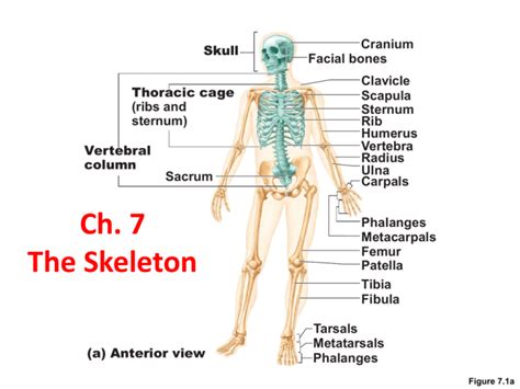 Ch 7 Skeletal System