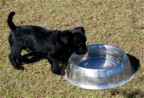 Until then, he gets all the hydration he needs from breast milk or formula, even in hot. How to Potty Train Your Puppy - House Training Done Right ...