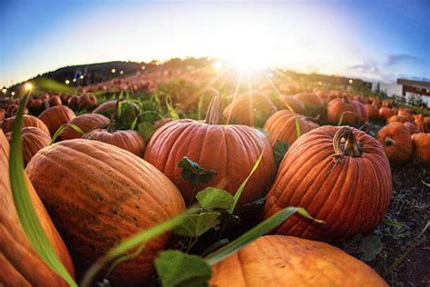 Royalty Free Pumpkin Patch Pictures Images And Stock