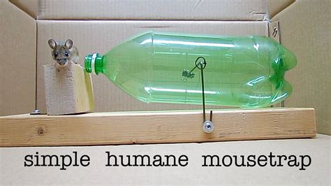 How To Make A Simple L Humane Mousetrap That Works Homemade Mouse Traps Mouse Traps