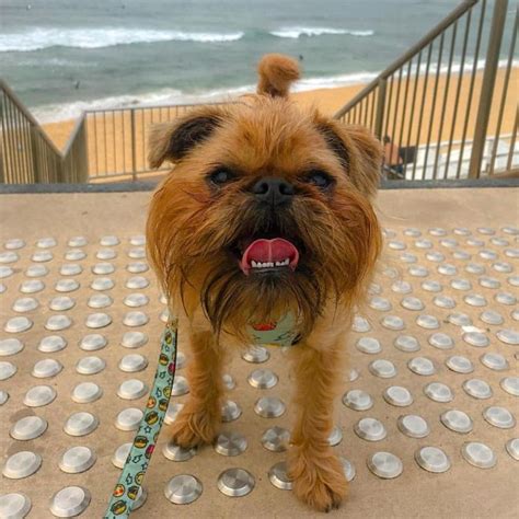 Maybe you would like to learn more about one of these? 5 Calm Dog Breeds - Best Family Dogs - DOGBEAST | Calm ...