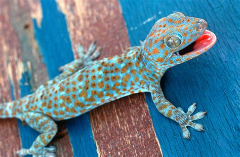 Powder Blue Tokay Gecko